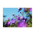 Trademark Fine Art Incredi 'Blurred Purple Flowers' Canvas Art, 16x24 ALI36021-C1624GG